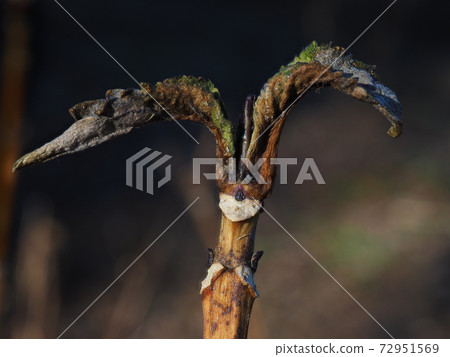 Hydrangea winter buds and leaf marks (after the leaves have fallen, visible on the animal's face) Hydrangea winter buds and leaf marks (after the leaves have fallen, visible on the animal's face) 72951569