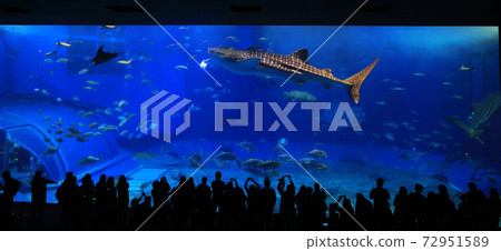 take photo with the whale sharks in front of Sea tank in Okinawa  Aquarium 72951589