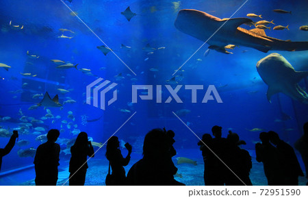 take photo with the whale sharks in front of Sea tank in Okinawa Aquarium take photo with the whale sharks in front of Sea tank in Okinawa Aquarium 72951590