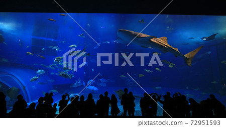 take photo with the whale sharks in front of Sea tank in Okinawa Aquarium take photo with the whale sharks in front of Sea tank in Okinawa Aquarium 72951593