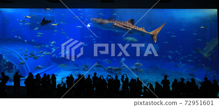 take photo with the whale sharks in front of Sea tank in Okinawa Aquarium take photo with the whale sharks in front of Sea tank in Okinawa Aquarium 72951601