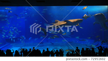 take photo with the whale sharks in front of Sea tank in Okinawa Aquarium take photo with the whale sharks in front of Sea tank in Okinawa Aquarium 72951602