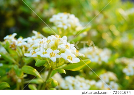 Hama Boss被夕陽照亮。 72951674