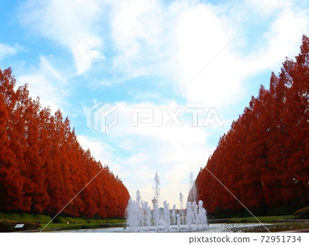 《Sagamihara Park》 Autumn Metasequoia trees 《Sagamihara Park》 Autumn Metasequoia trees 72951734