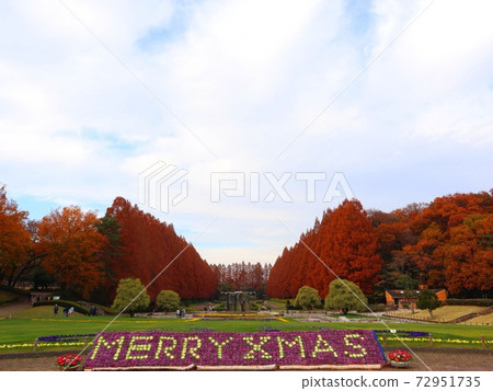 《Sagamihara Park》 Autumn Metasequoia trees 《Sagamihara Park》 Autumn Metasequoia trees 72951735