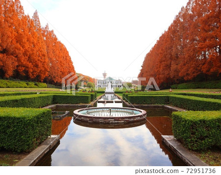 《Sagamihara Park》 Autumn Metasequoia trees 《Sagamihara Park》 Autumn Metasequoia trees 72951736