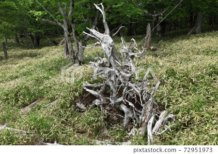 Odaigahara Fresh green forest Miyakozasa 72951973