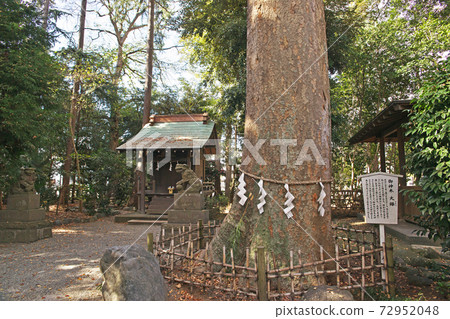 平塚市前通神社三木 平塚市前通神社三木 72952048