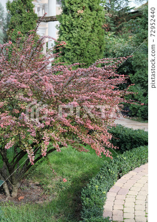 Gardening concept. Blooming bush of red barberis Gardening concept. Blooming bush of red barberis 72952440