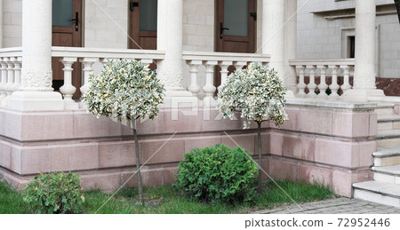 bushes of Emerald Gaiety or Euonymus fortunei shrub bushes of Emerald Gaiety or Euonymus fortunei shrub 72952446