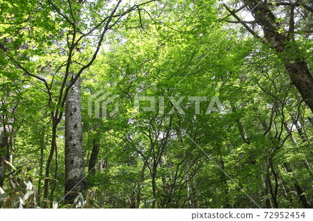 Odaigahara Fresh Green Forest Odaigahara Fresh Green Forest 72952454