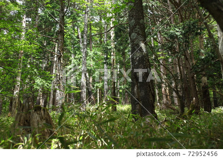 Odaigahara Fresh Green Forest Odaigahara Fresh Green Forest 72952456