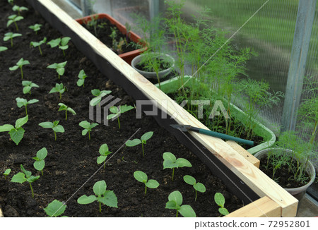 Young cucumber seedlings with dill sprouts in wooden box in greenhouse.  Vintage botanical background with plants, home hobby still life with gardening objects and nature. 72952801