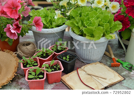 Still life with farm diary book, lettuce and petunia flower in pots in greenhouse. Vintage botanical background with plants, home hobby still life with gardening objects and nature. 72952802