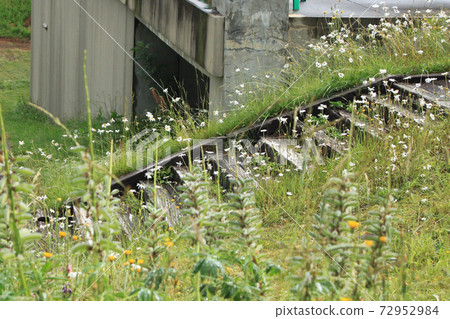 石梯與草 72952984