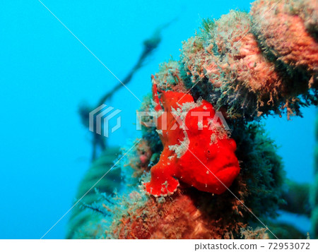 A cute frogfish standing on a rope A cute frogfish standing on a rope 72953072