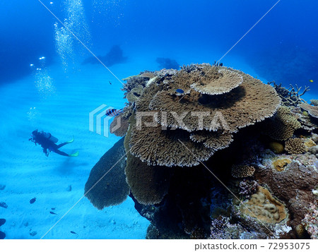 一位潛水員在凱拉馬群島湛藍的大海中游泳在大珊瑚礁旁邊 72953075