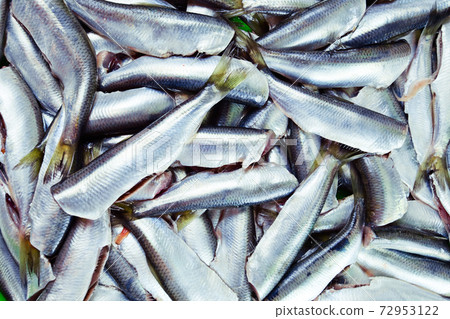 Fresh crude anchovies 72953122