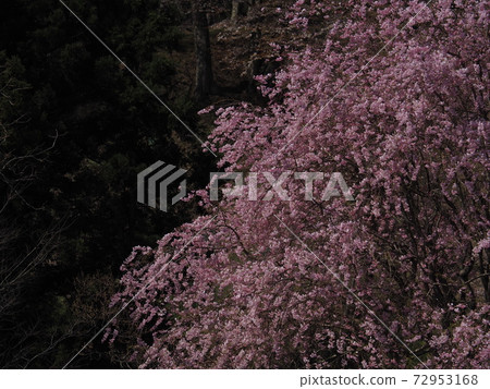 櫻花三面 72953168