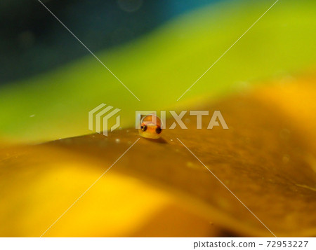 Baby Cyclopteridae with a cute ring of angels Baby Cyclopteridae with a cute ring of angels 72953227