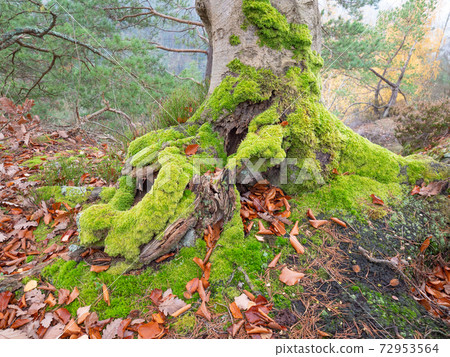 Old stump with thick green moss in the autumn forest. Old stump with thick green moss in the autumn forest. 72953564