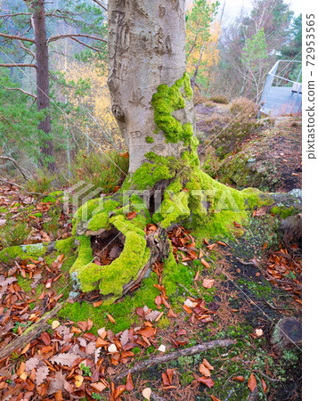 Old stump with thick green moss in the autumn forest. Old stump with thick green moss in the autumn forest. 72953565