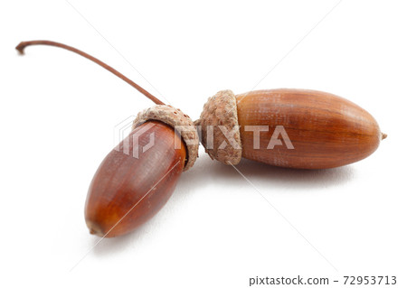 Acorns isolated on white background. Natural food. Acorns isolated on white background. Natural food. 72953713