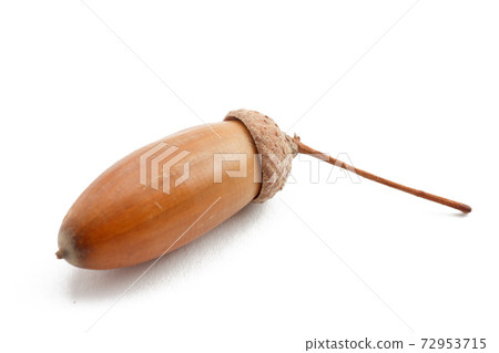Acorn isolated on white background. Natural food. 72953715