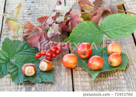 Autumn still life with fruits of hawthorn, hazelnuts, branch of viburnum. Autumn still life with fruits of hawthorn, hazelnuts, branch of viburnum. 72953760