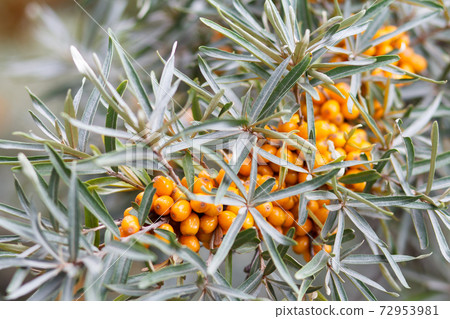 Sea buckthorn berries on a branch with leaves. Sea buckthorn berries on a branch with leaves. 72953981