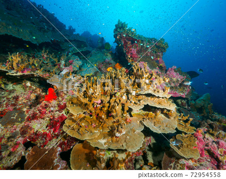 健康的硬珊瑚（常見珊瑚伴侶）殖民地（泰國王國斯米蘭群島） 72954558