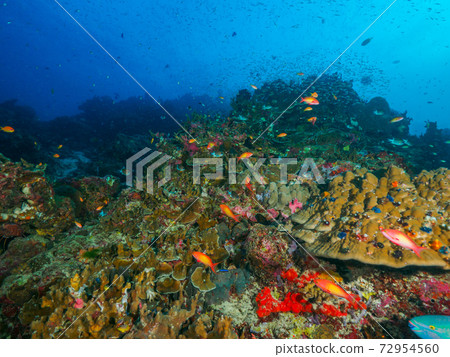 A colony of healthy hard corals (common coral companions, etc.) (Similan Islands, Kingdom of Thailand) 72954560