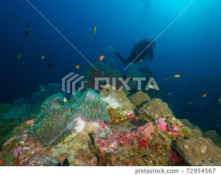 Coral reefs and divers (Tachai Island, Similan Islands, Kingdom of Thailand) Coral reefs and divers (Tachai Island, Similan Islands, Kingdom of Thailand) 72954567