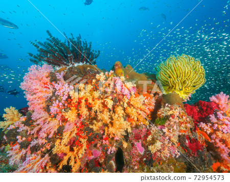 Colorful coral (soft coral) and Comatulida (Bon Island, Similan Islands, Kingdom of Thailand) Colorful coral (soft coral) and Comatulida (Bon Island, Similan Islands, Kingdom of Thailand) 72954573