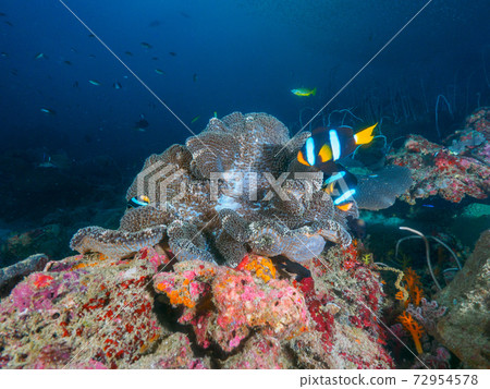 Clark's anemone coexisting with sea anemones (Tachai Island, Similan Islands, Kingdom of Thailand) Clark's anemone coexisting with sea anemones (Tachai Island, Similan Islands, Kingdom of Thailand) 72954578
