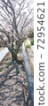Cherry blossoms along the waterway 72954621