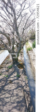 櫻花沿著水道 72954621