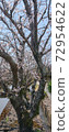 Sakura along the waterway (up) 72954622