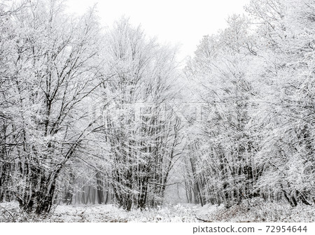 frost covered trees in winter 72954644