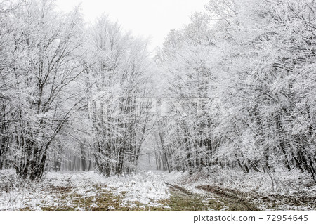 frost covered trees in winter 72954645