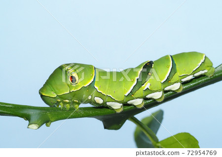 Larva of swallowtail butterfly (5th instar, breeding) 72954769