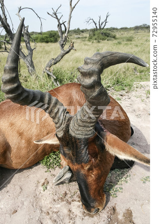 Traditional trophy of the African antelope red harteby after a hunting safari. 72955140