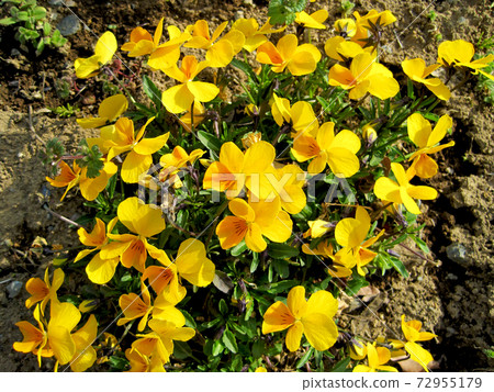 黃色中提琴花 72955179