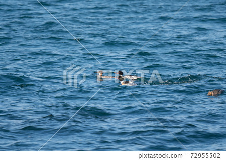 宇美亞紗男和女 72955502