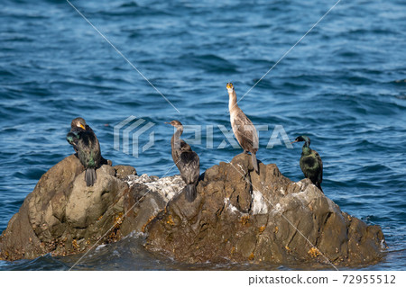 Pelagic cormorant resting on a reef 72955512