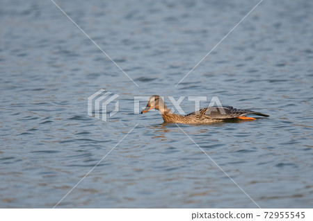 Mallard female that grows comfortably Mallard female that grows comfortably 72955545