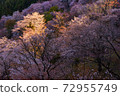 Yoshino mountain cherry tree 72955749