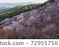 Yoshino mountain cherry tree 72955750