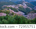 Yoshino mountain cherry tree 72955751