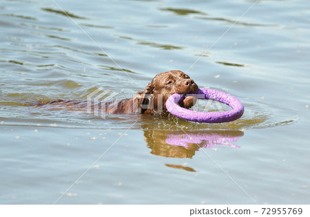 Dog breed Labrador Dog breed Labrador 72955769